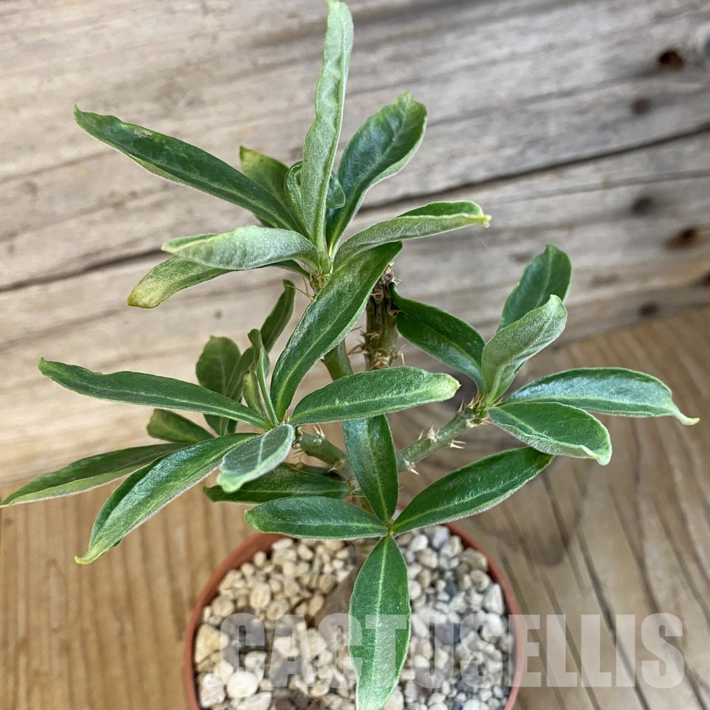 SH34769 Pachypodium succulentum