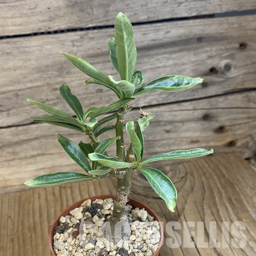 SH34769 Pachypodium succulentum - Image 2