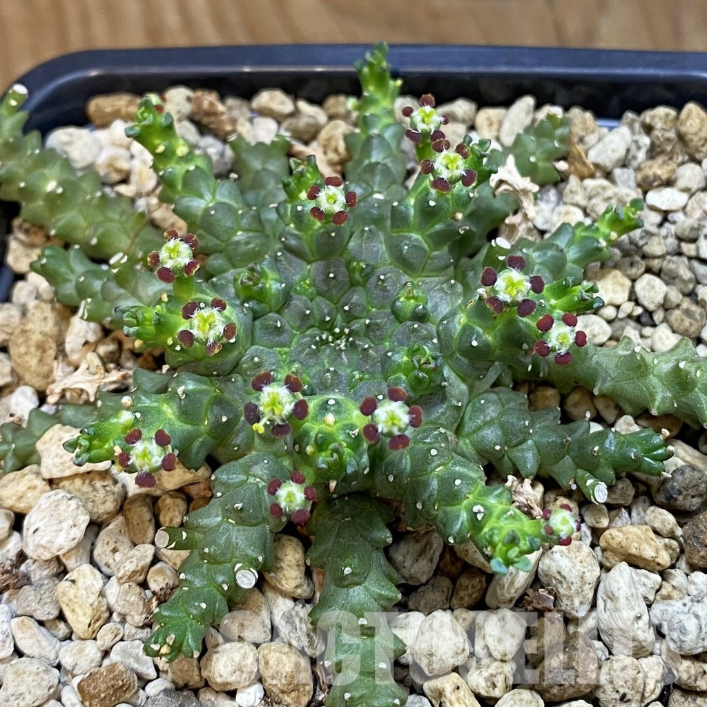 SH34772 Euphorbia aff. gorgonis GM224
