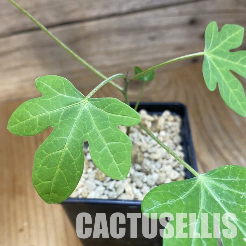 SH34774 Adenia stenodactyla miombo form ES22523