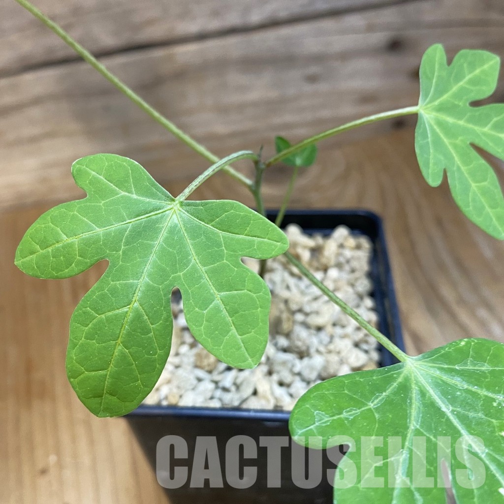 SH34774 Adenia stenodactyla miombo form ES22523
