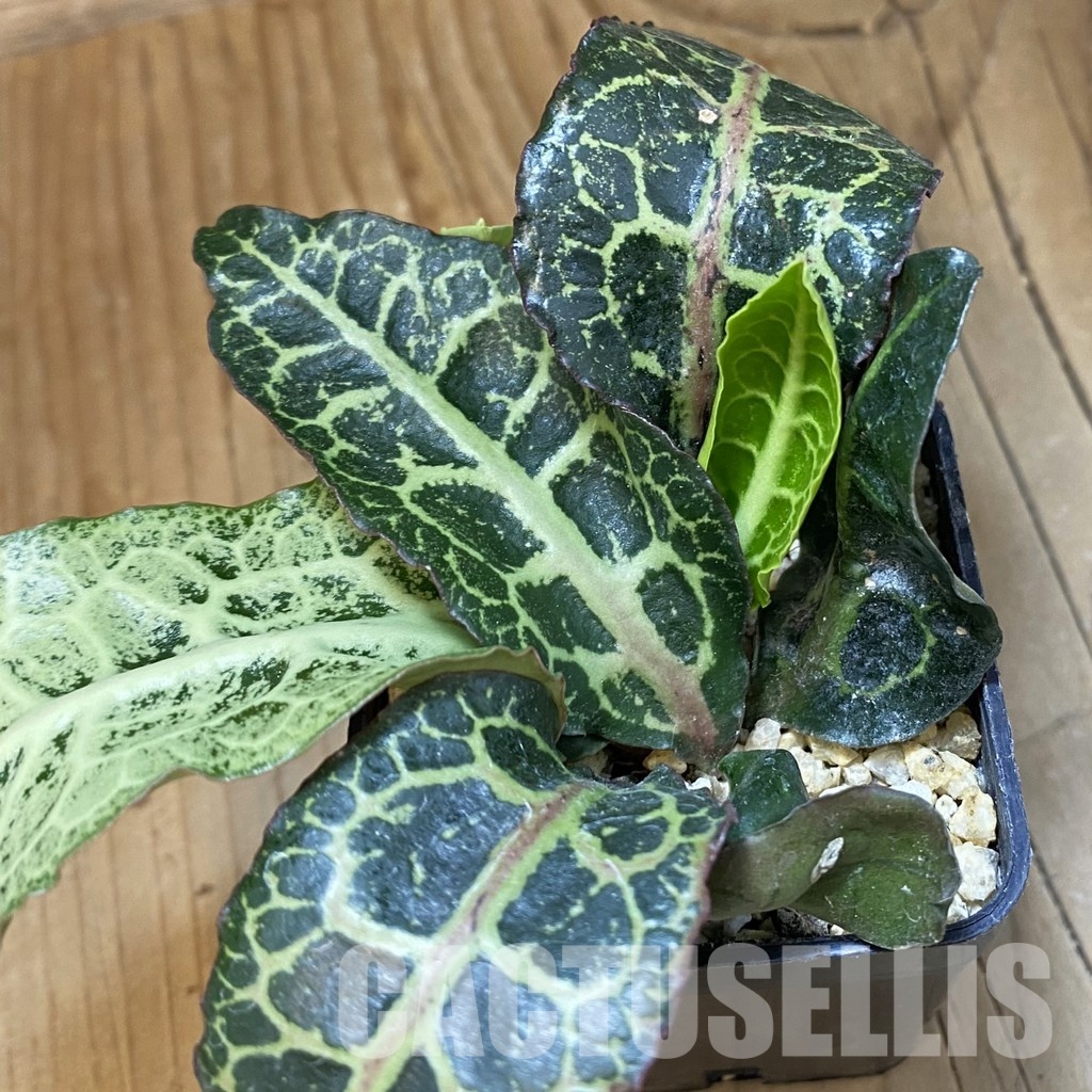 SH34727 Euphorbia francoisii hybrid