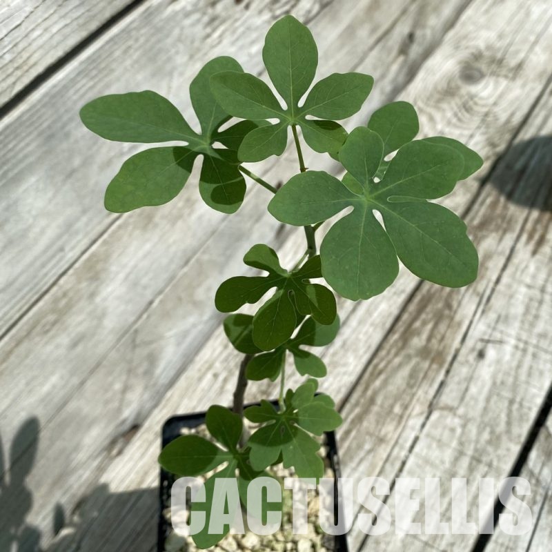 SH34780 Adenia glauca