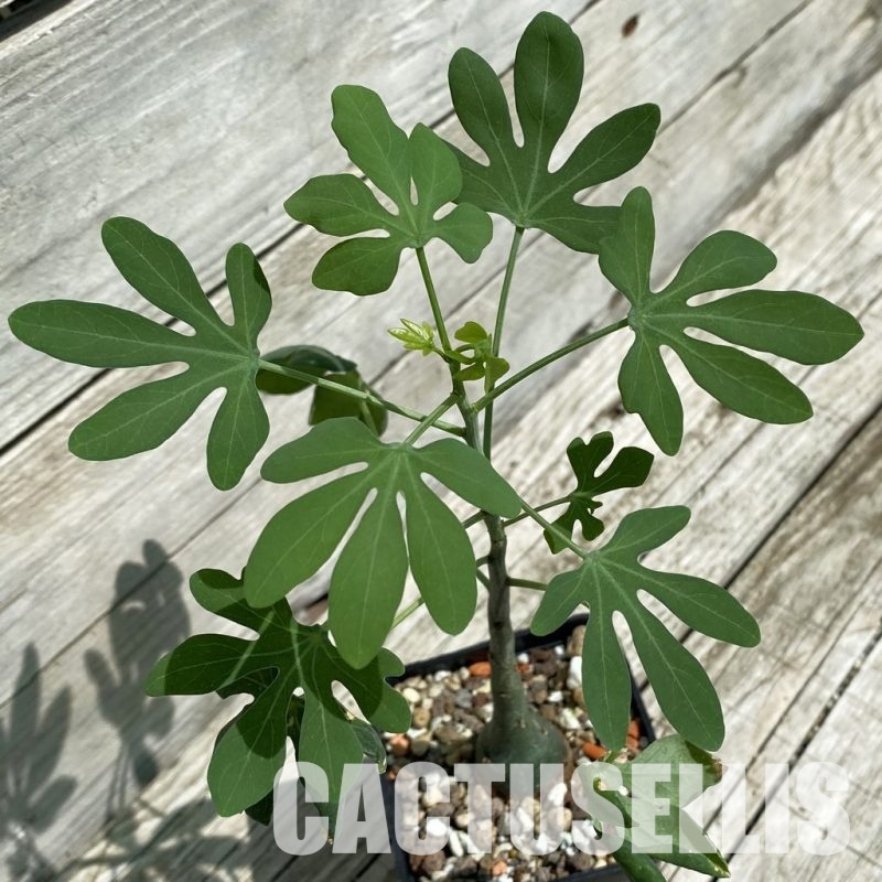 SH34781 Adenia glauca