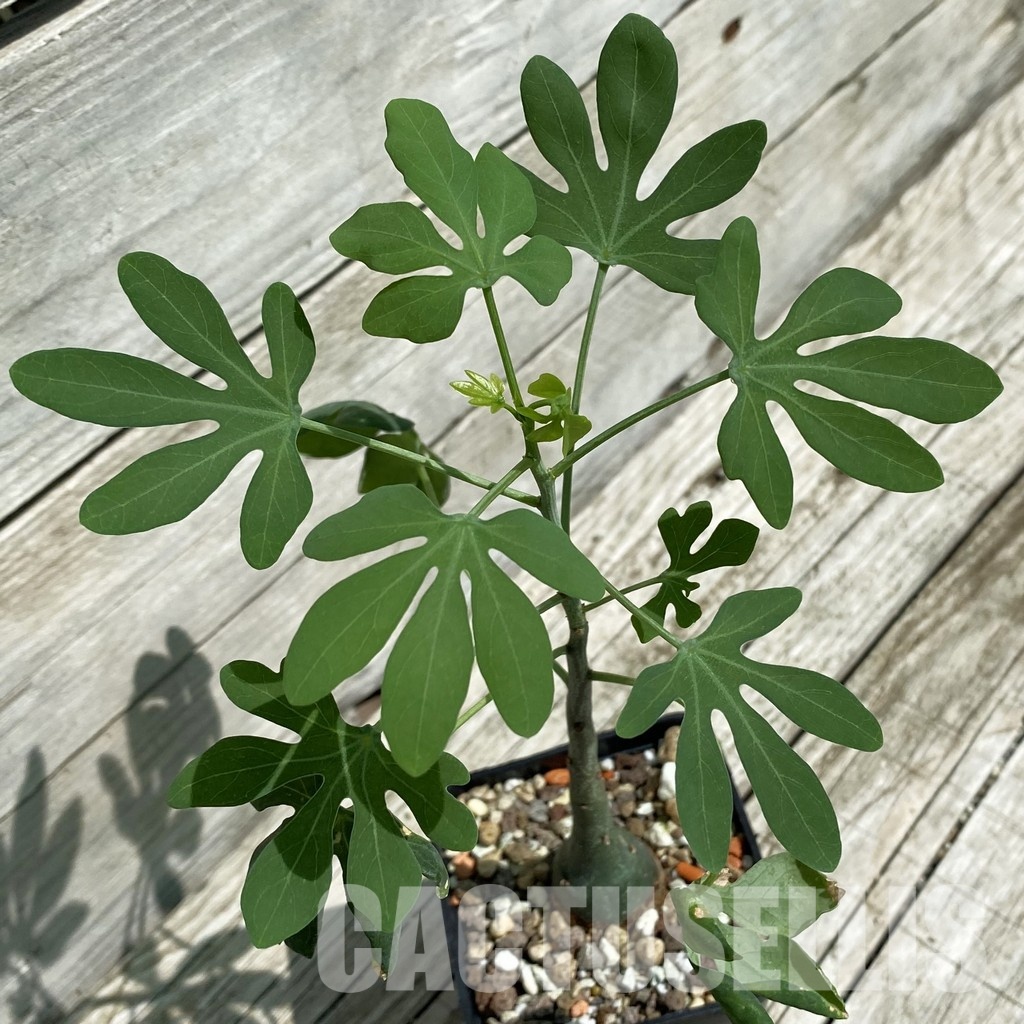 SH34781 Adenia glauca