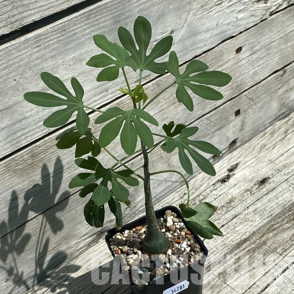 SH34781 Adenia glauca – Bild 2