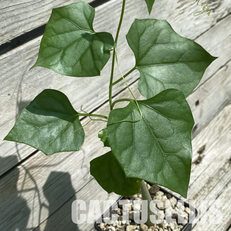 SH34784 Gerrardanthus lobatus