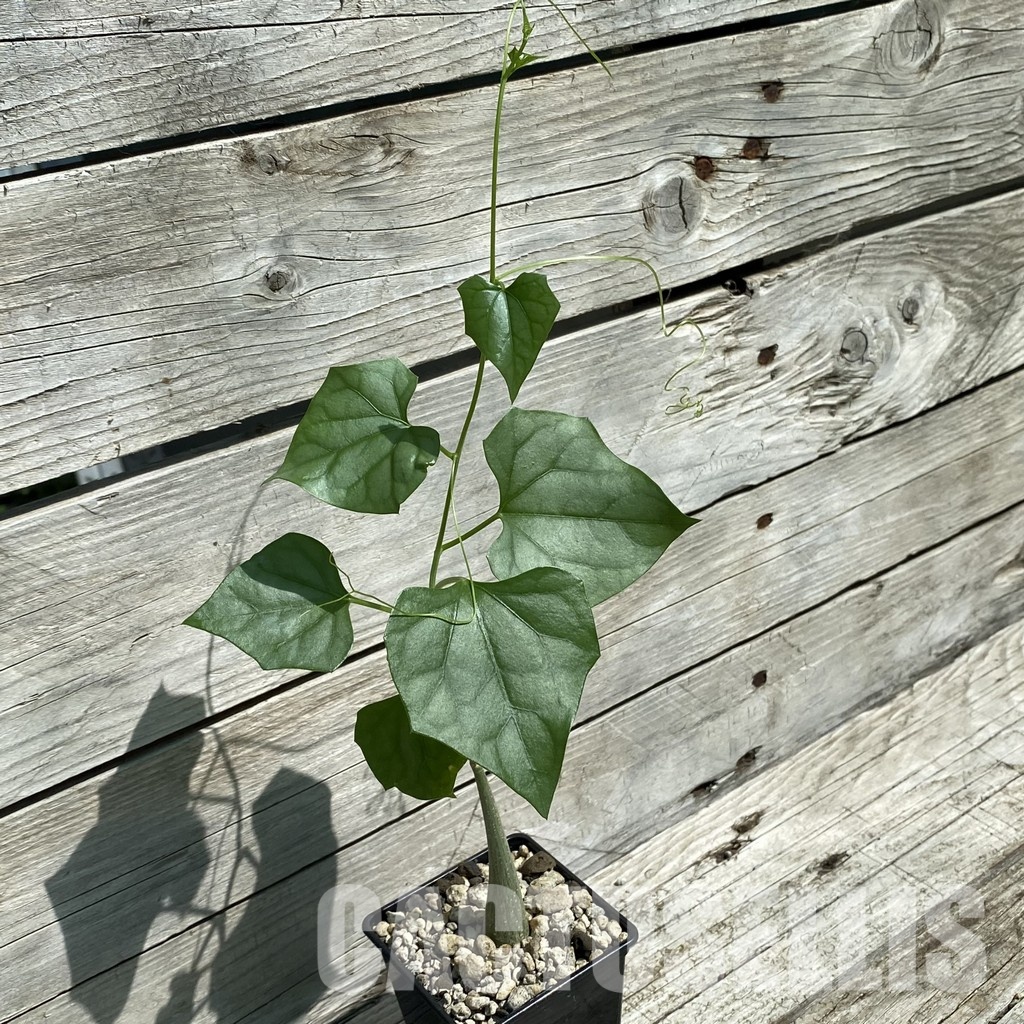 SH34784 Gerrardanthus lobatus – Bild 2