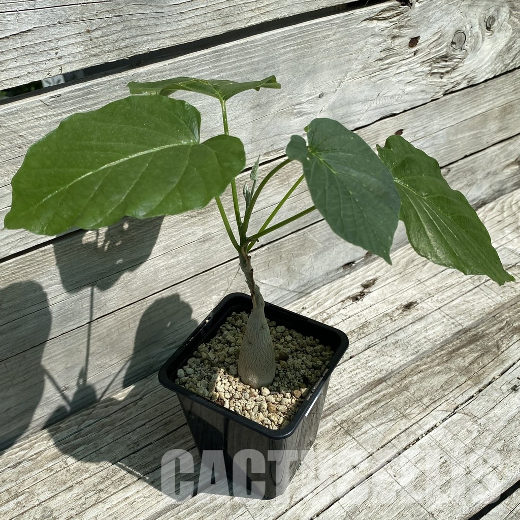 SH34785 Ipomoea lapidosa ES21291 -Tanzania- – Bild 2