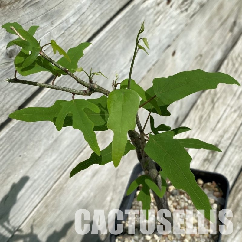 SH34786 Adenia olaboensis
