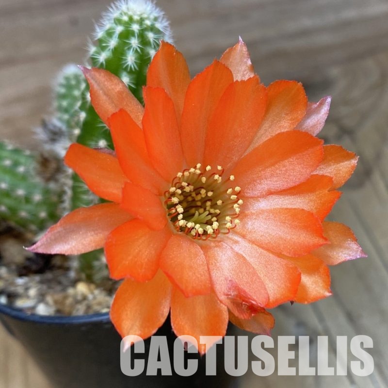 SH34722 Chamaelobivia hybrid