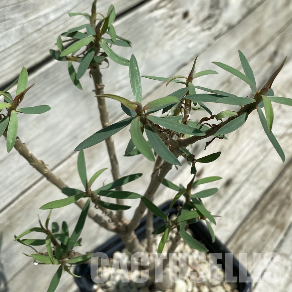 SH34790 Euphorbia balsamifera