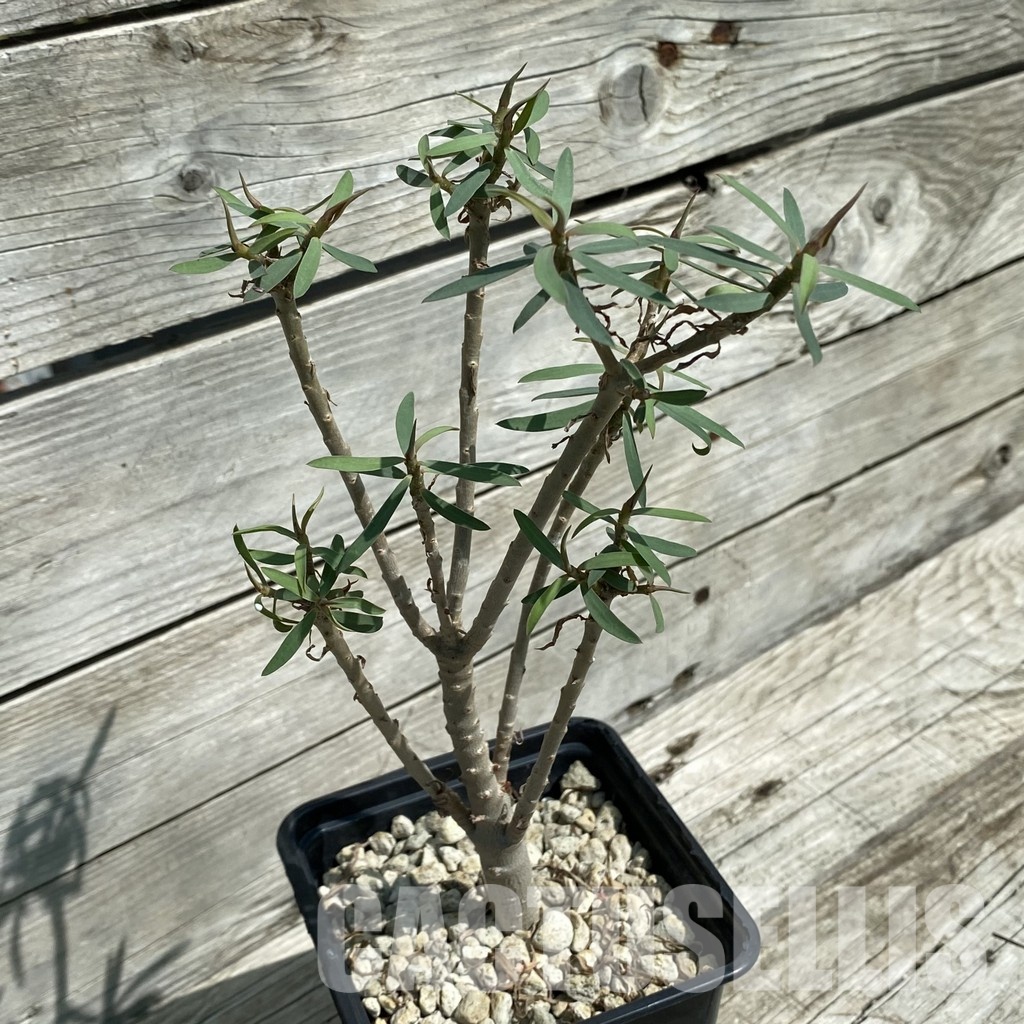 SH34790 Euphorbia balsamifera - Image 2