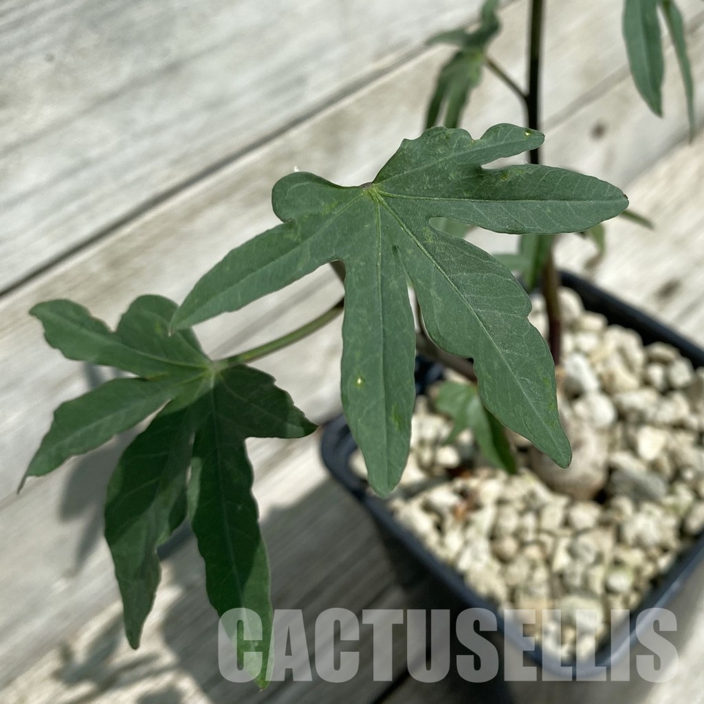 SH34792 Ipomoea platensis