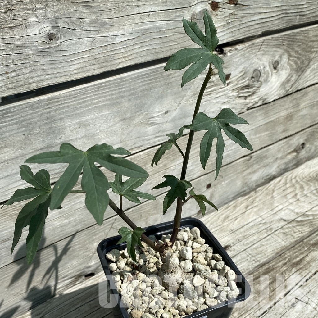 SH34792 Ipomoea platensis - Image 2
