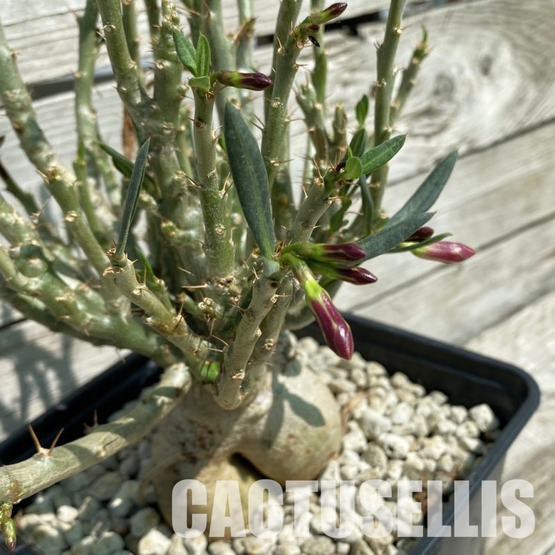 SH34793 Pachypodium bispinosum