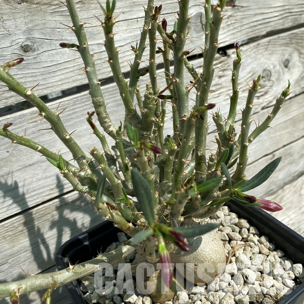 SH34793 Pachypodium bispinosum – Bild 2