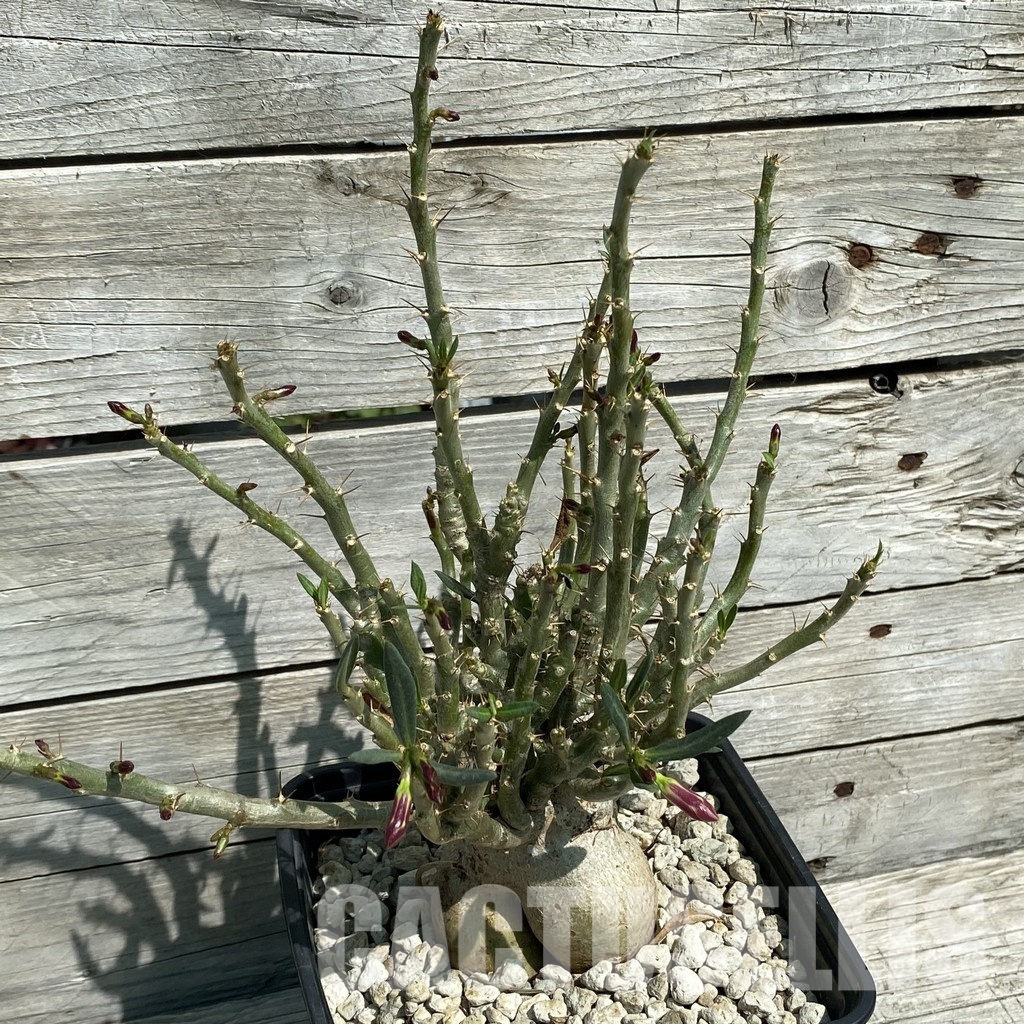 SH34793 Pachypodium bispinosum – Bild 3