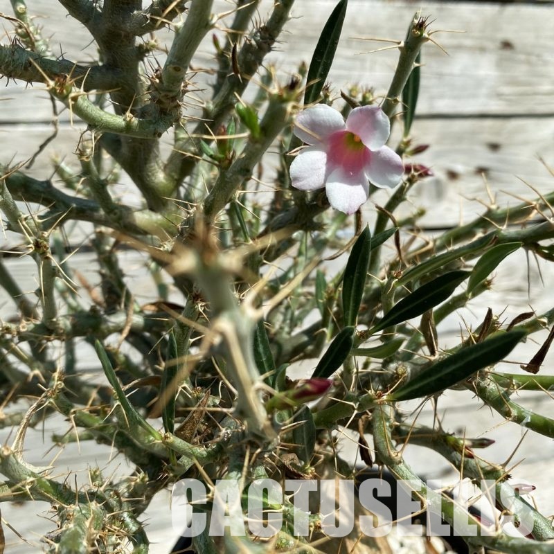 SH34797 Pachypodium bispinosum