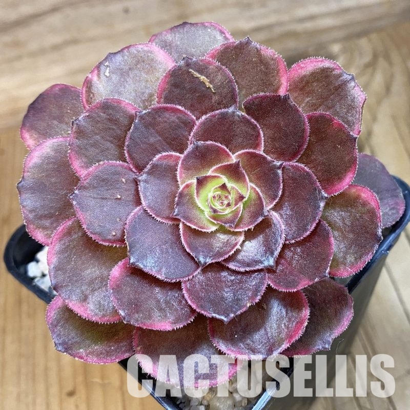 SH34798 Aeonium 'Black Poseidon'
