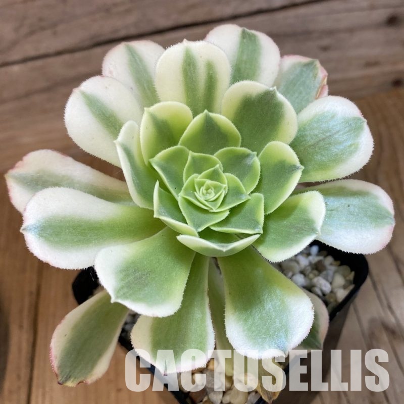 SH34799 Aeonium ‘Maybach’
