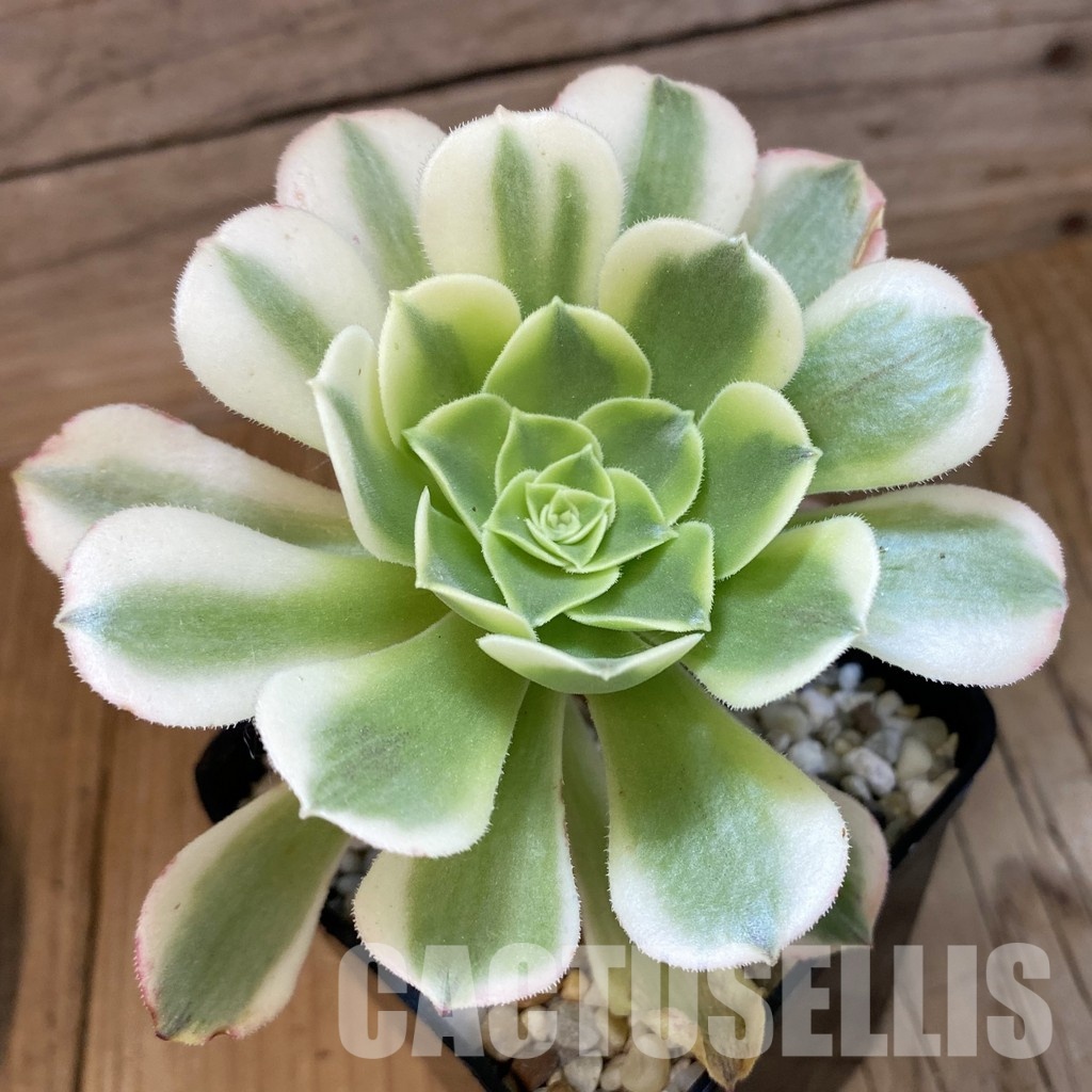 SH34799 Aeonium ‘Maybach’