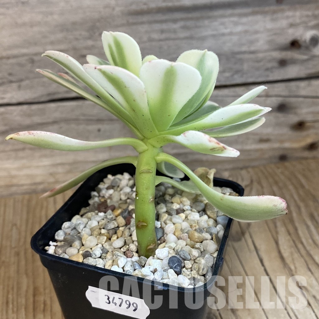 SH34799 Aeonium ‘Maybach’ - Image 2