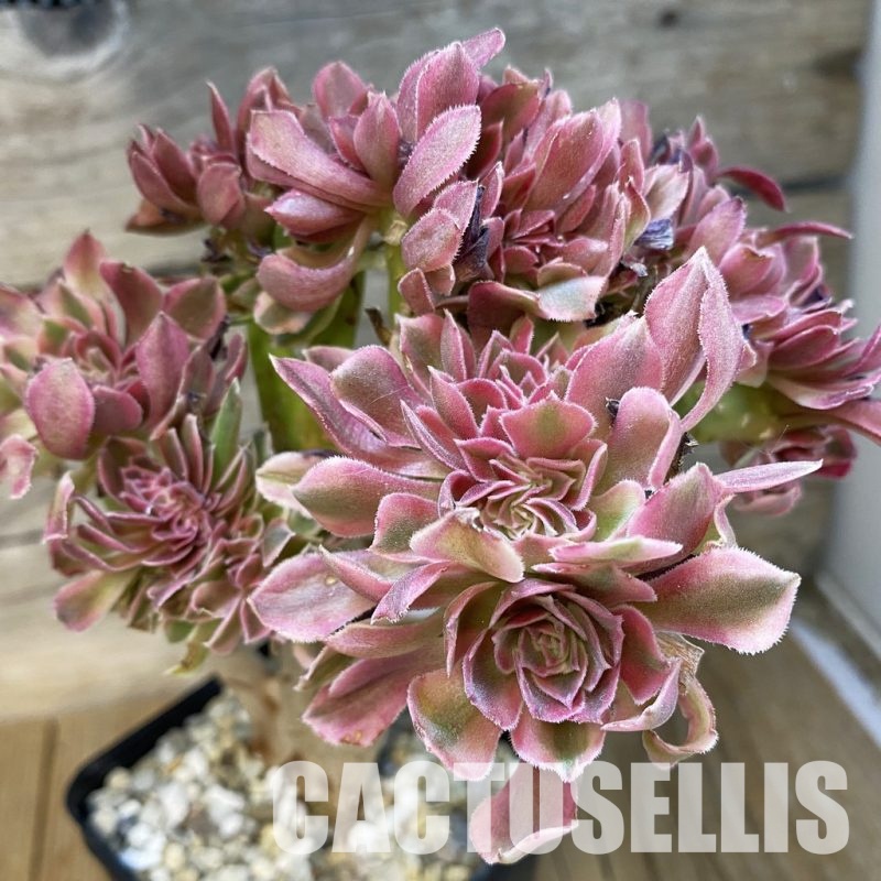 SH34800 Aeonium 'Fragrant Beauty' f. cristata