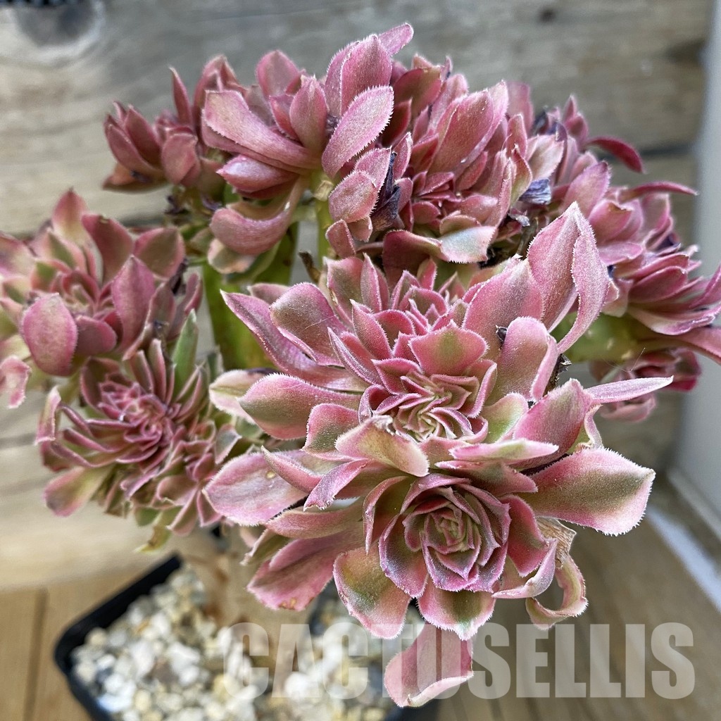 SH34800 Aeonium 'Fragrant Beauty' f. cristata