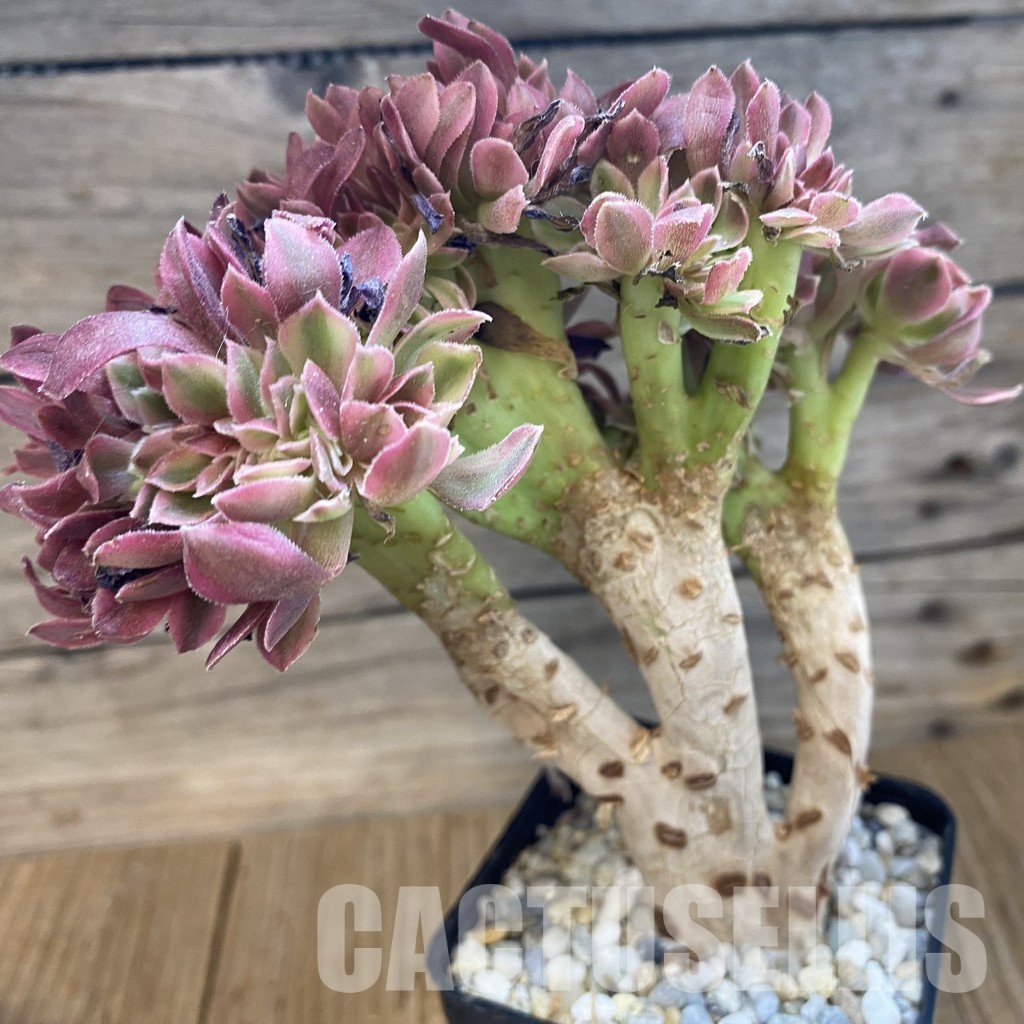 SH34800 Aeonium 'Fragrant Beauty' f. cristata - Obrázek 2