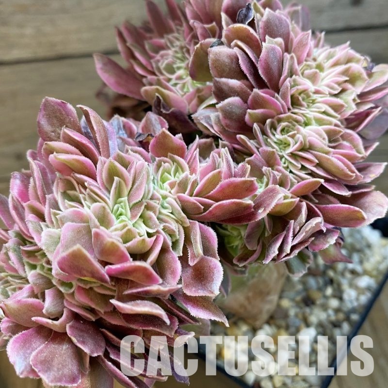 SH34801 Aeonium 'Fragrant Beauty' f. cristata