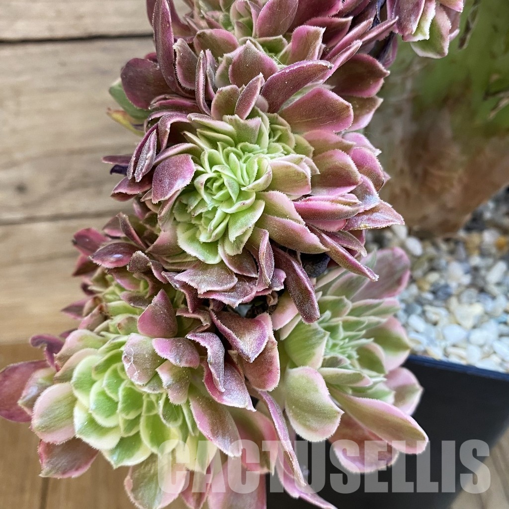 SH34801 Aeonium 'Fragrant Beauty' f. cristata - Image 2