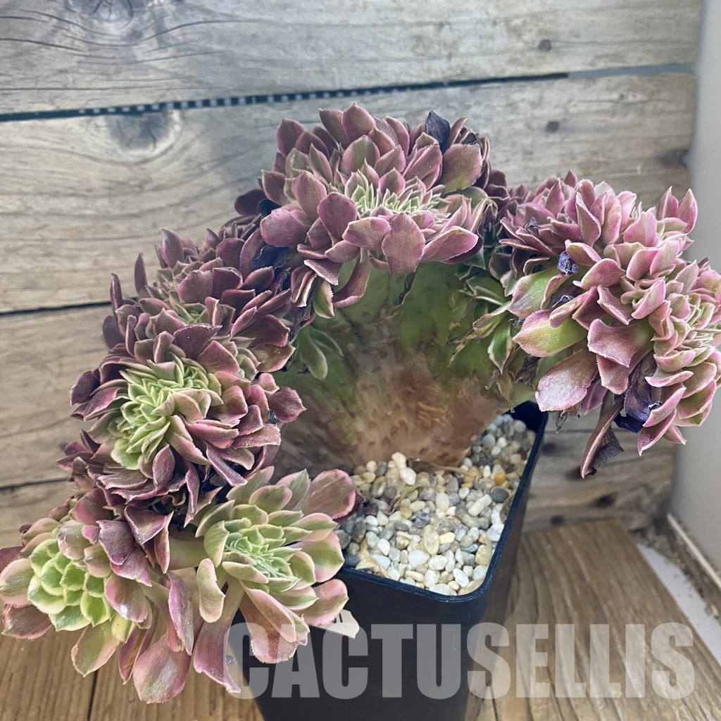 SH34801 Aeonium 'Fragrant Beauty' f. cristata - Image 3