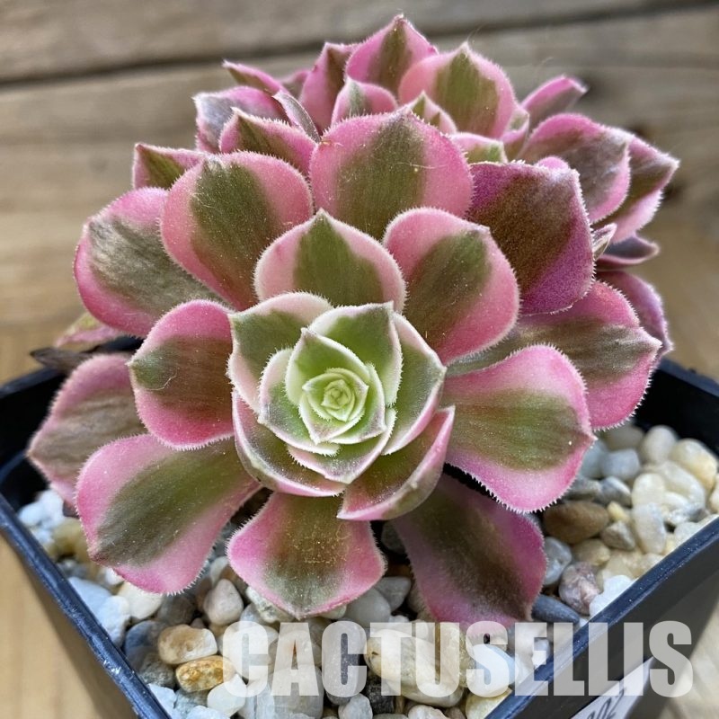 SH34802 Aeonium 'Fragrant Beauty' f. cristata