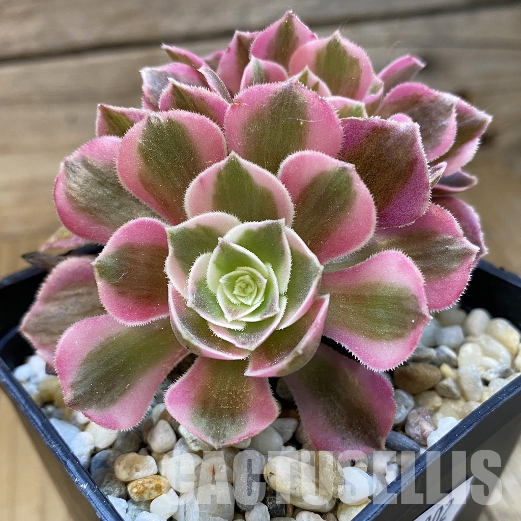 SH34802 Aeonium 'Fragrant Beauty' f. cristata