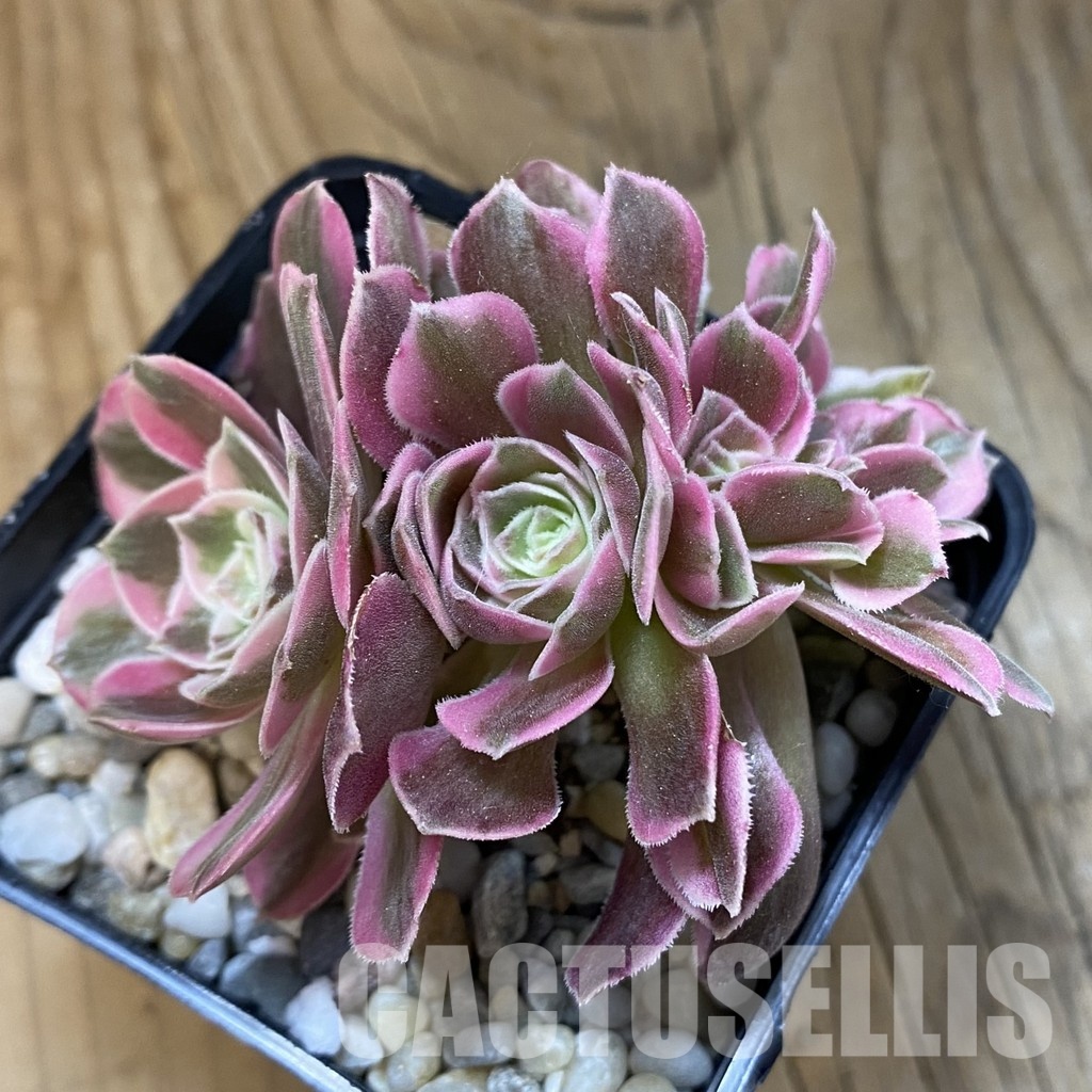 SH34802 Aeonium 'Fragrant Beauty' f. cristata - Image 2