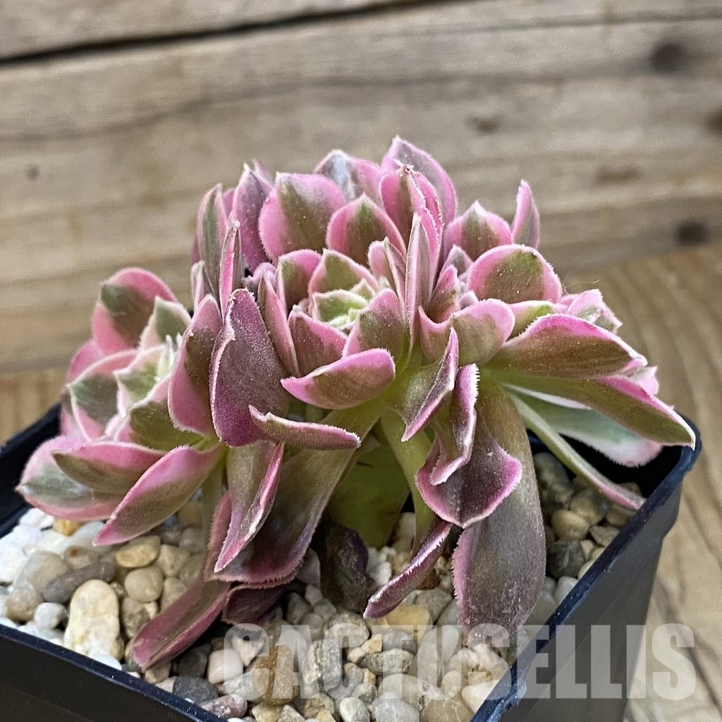 SH34802 Aeonium 'Fragrant Beauty' f. cristata - Image 3