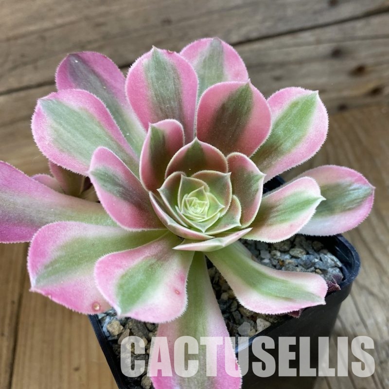 SH34803 Aeonium ‘Stunning Beauty’