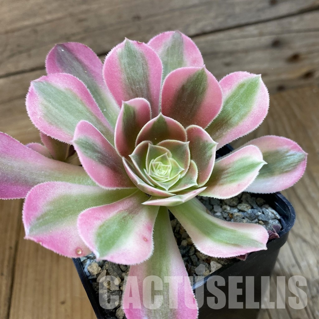 SH34803 Aeonium ‘Stunning Beauty’