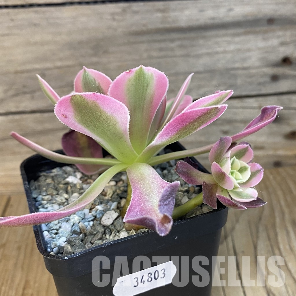SH34803 Aeonium ‘Stunning Beauty’ - Image 2