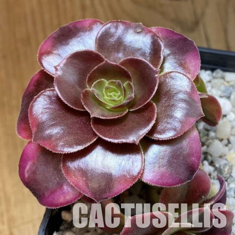 SH34804 Aeonium ‘Medusa’