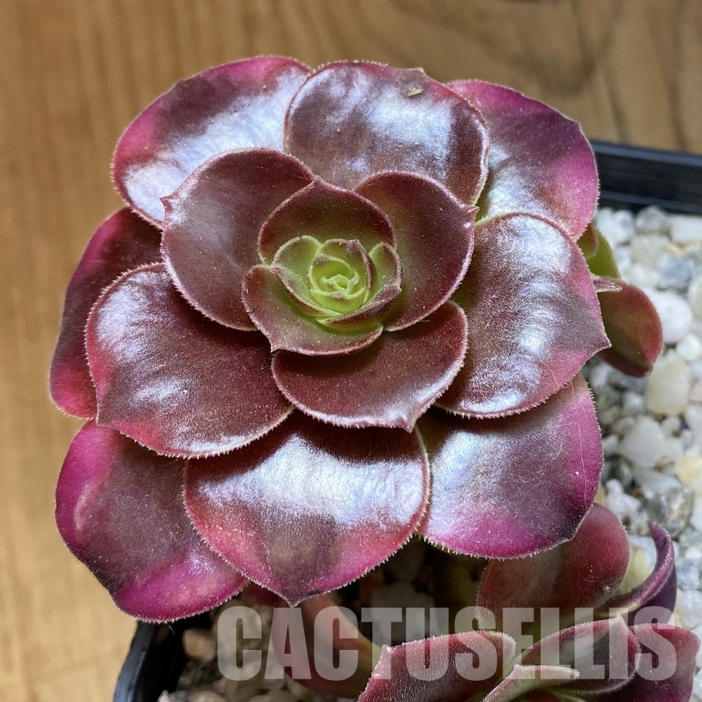 SH34804 Aeonium ‘Medusa’