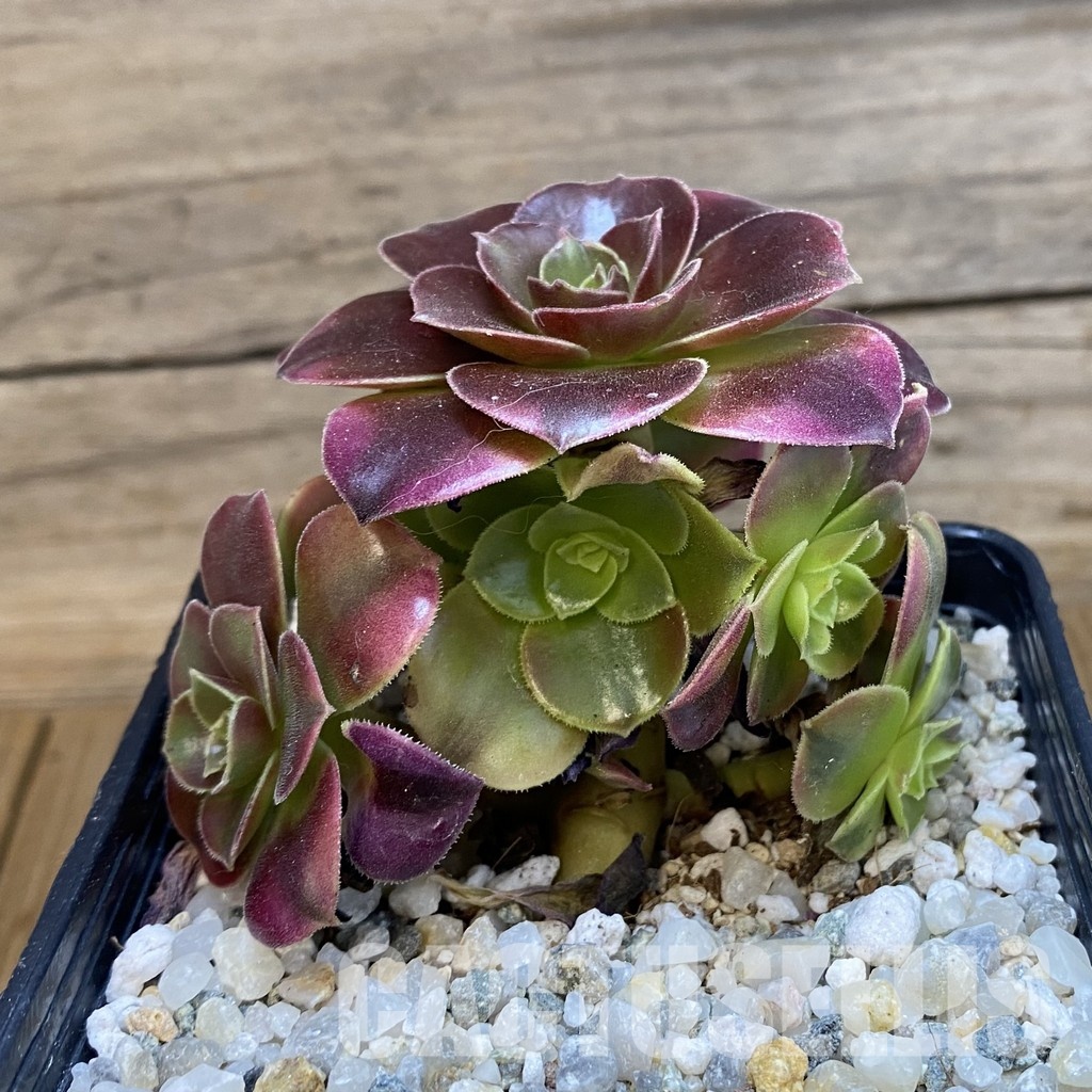 SH34804 Aeonium ‘Medusa’ - Image 2