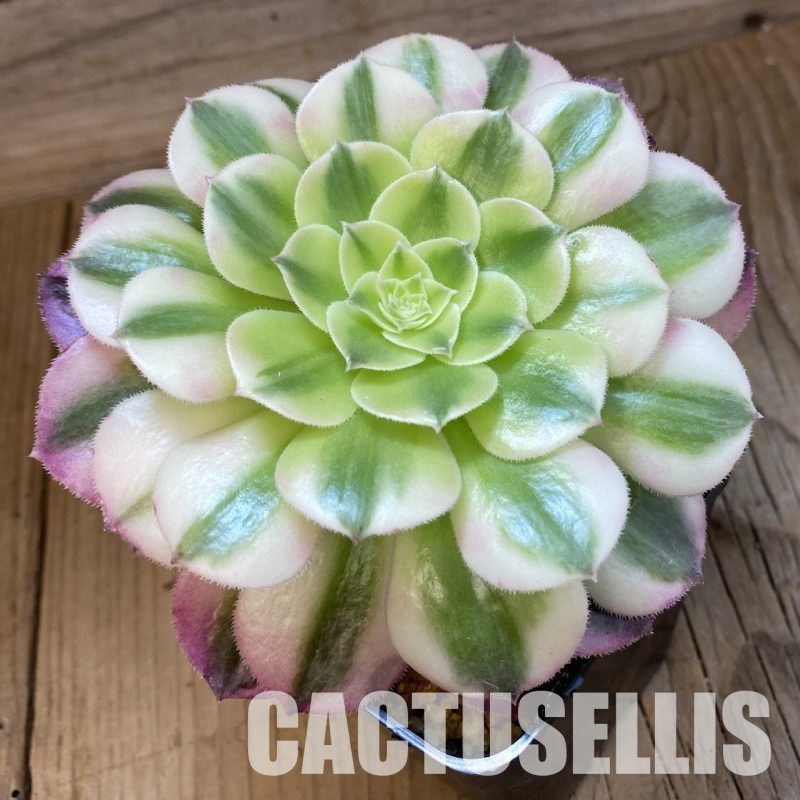 SH34805 Aeonium ‘Maybach’