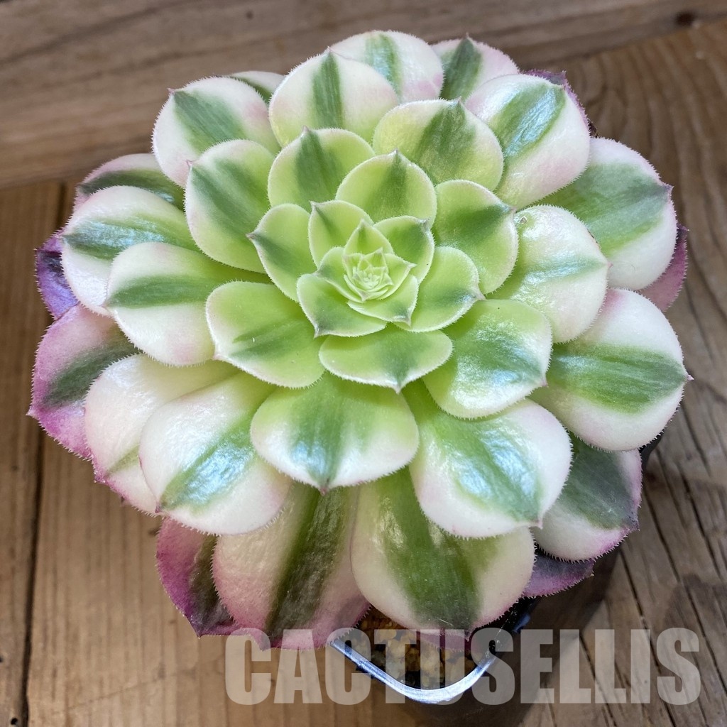 SH34805 Aeonium ‘Maybach’