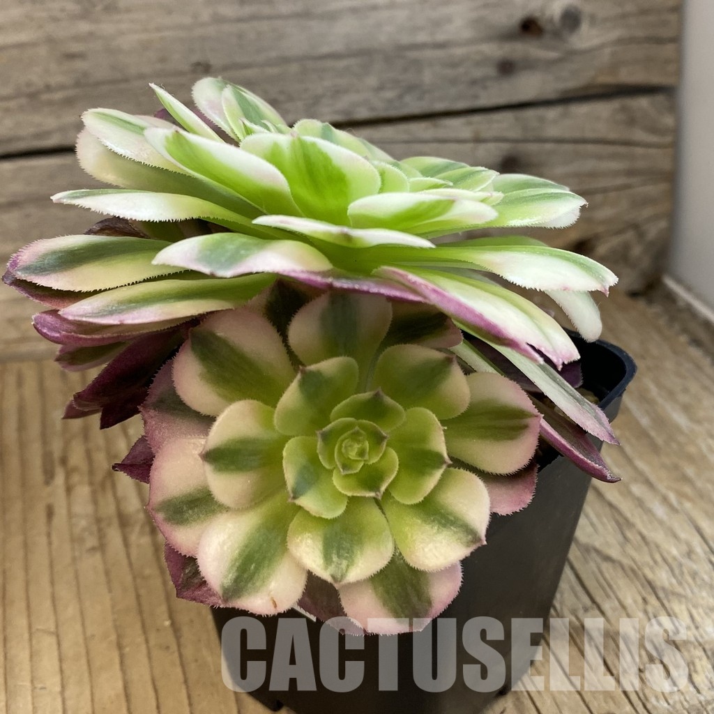 SH34805 Aeonium ‘Maybach’ - Image 2