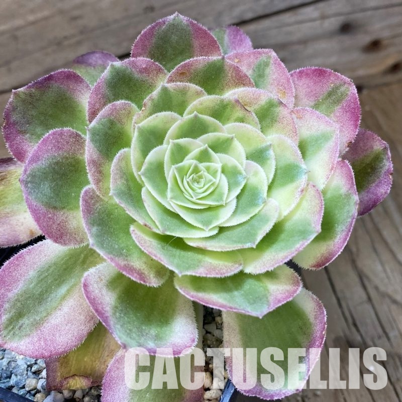 SH34806 Aeonium ‘Stunning Beauty’