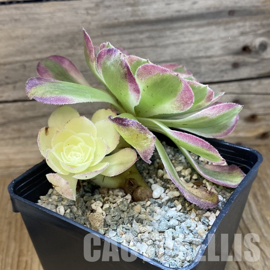 SH34806 Aeonium ‘Stunning Beauty’ - Image 2
