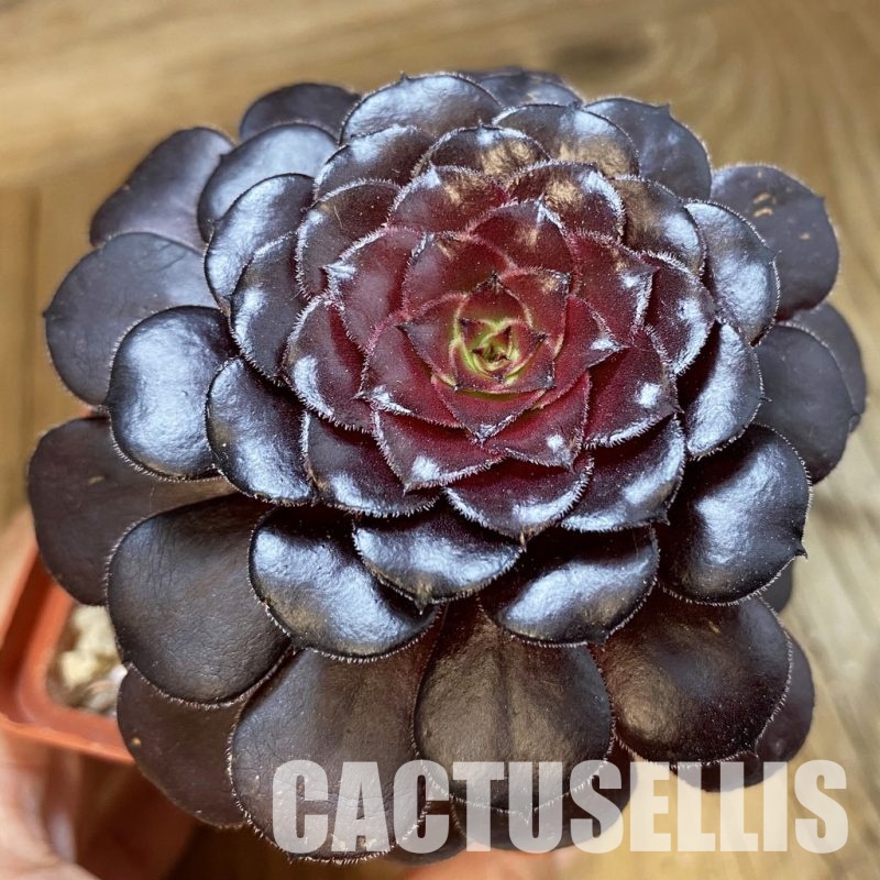 SH34807 Aeonium 'Short Black'