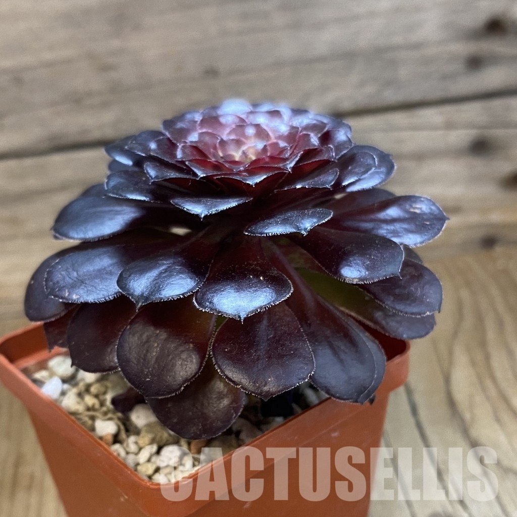 SH34807 Aeonium 'Short Black' - Image 2